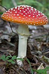 Similar image 1774506