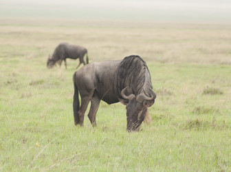 Similar image 1774800