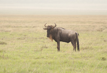 Similar image 1774802