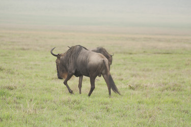 Similar image 1774806