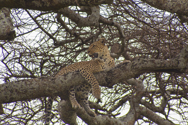 Similar image 1774836