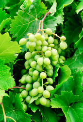 Similar image 1774951