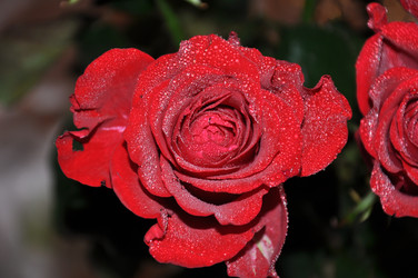 Similar image 1775619