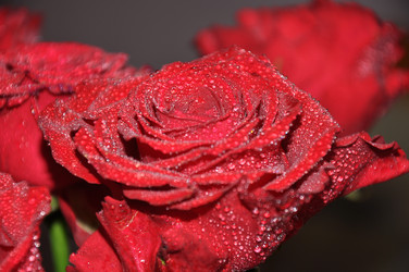 Similar image 1775654