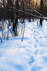 Similar image 1776100