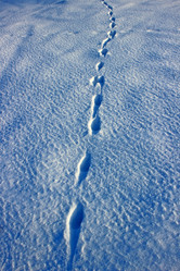 Similar image 1780036