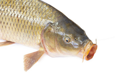 Similar image 1781074