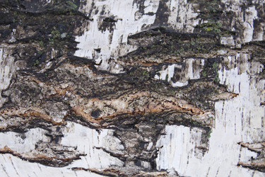 Similar image 1781210