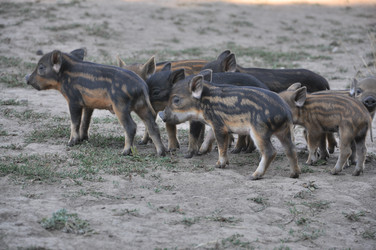 Similar image 1783248