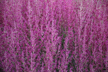 Similar image 1783269