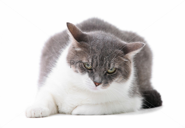 Фото Серый котенок белом фоне, более 95 качественных бесплатных стоковых фото