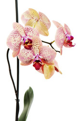 Similar image 1783660