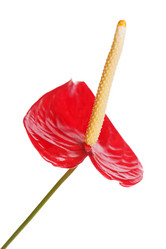 Similar image 1783765