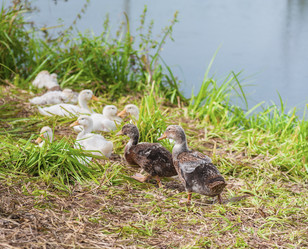 Similar image 1785093