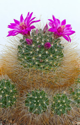 Similar image 1785559