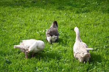 Similar image 1787364