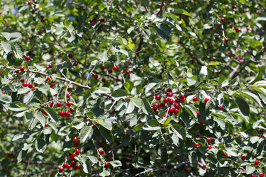 Similar image 1787442