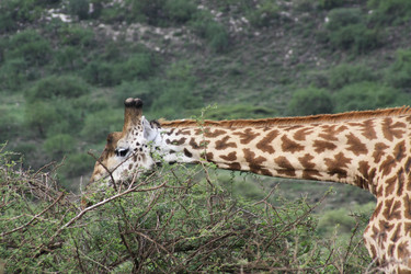 Similar image 1789526