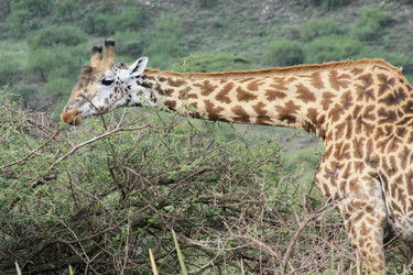 Similar image 1789527