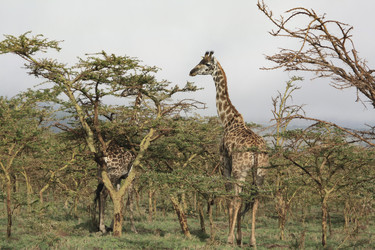 Similar image 1789530