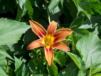 Similar image 1792583