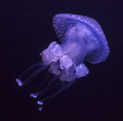 Similar image 1796317