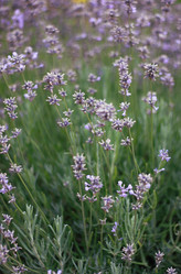 Similar image 1796370