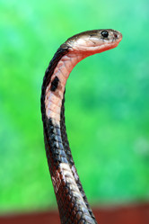 Similar image 1796410