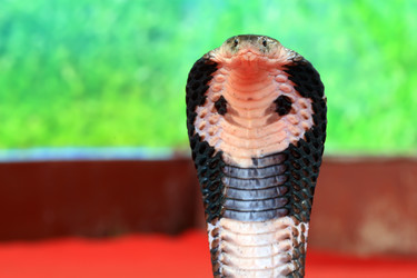 Similar image 1796423