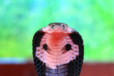 Similar image 1796424