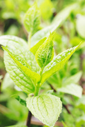 Similar image 1797214