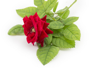 Similar image 1798892