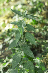 Similar image 1798932