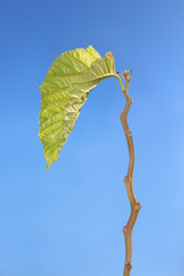 Similar image 1798944