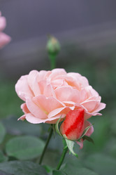 Similar image 1798946