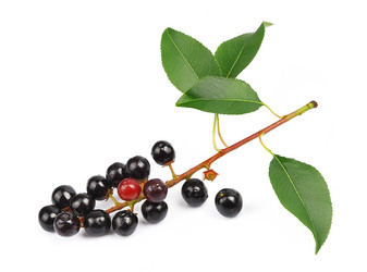 Similar image 1799229