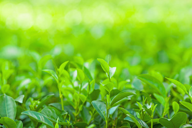 Similar image 1805048