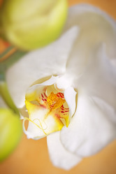 Similar image 1807645