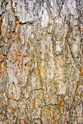 Similar image 1807665