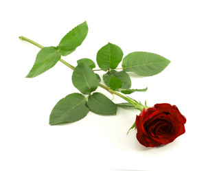 Similar image 1807896