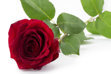 Similar image 1807923