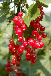 Similar image 1808689