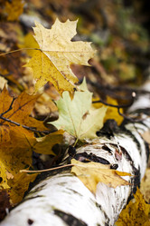 Similar image 1808801