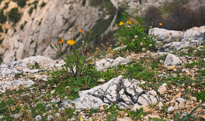 Similar image 1809891