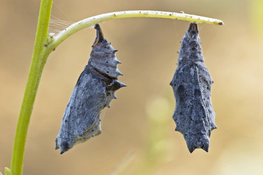 Similar image 1816806