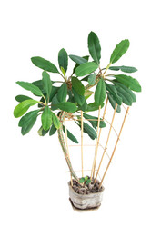 Similar image 1832281