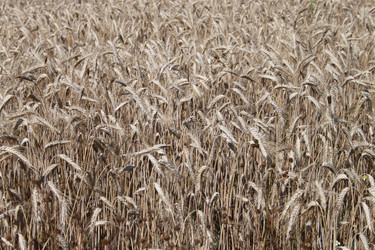 Similar image 1832494