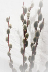 Similar image 1832877