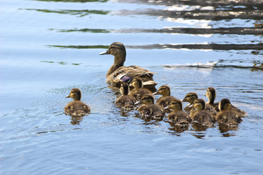 Similar image 1834539