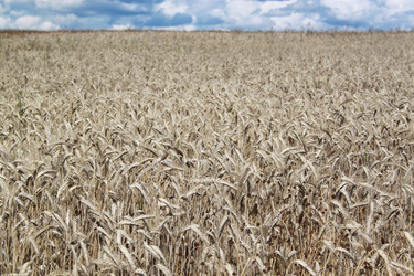 Similar image 1835428